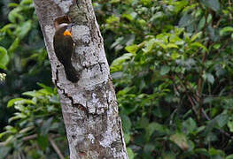 Scarlet-crowned Barbet