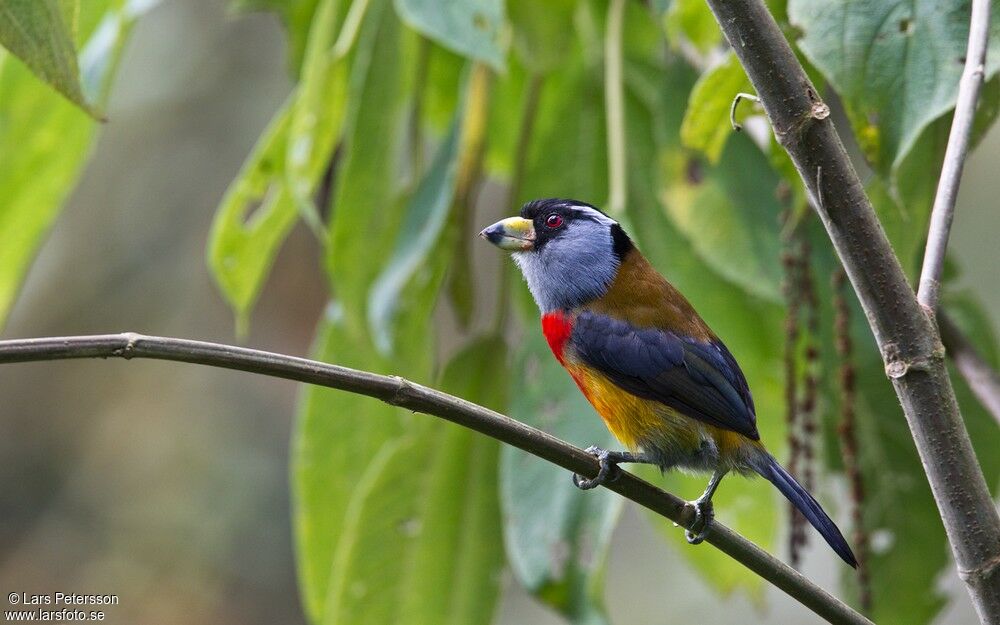 Toucan Barbet