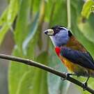 Cabézon toucan