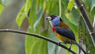 Toucan Barbet