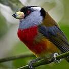 Cabézon toucan
