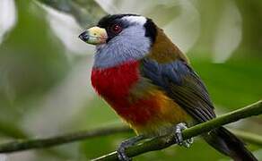 Toucan Barbet