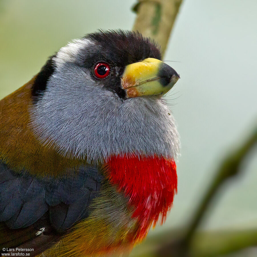 Toucan Barbet