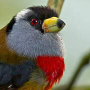 Toucan Barbet