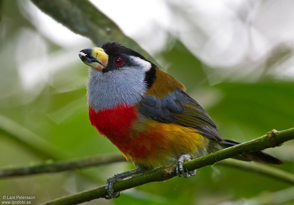 Toucan Barbet