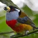 Cabézon toucan