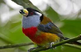 Toucan Barbet