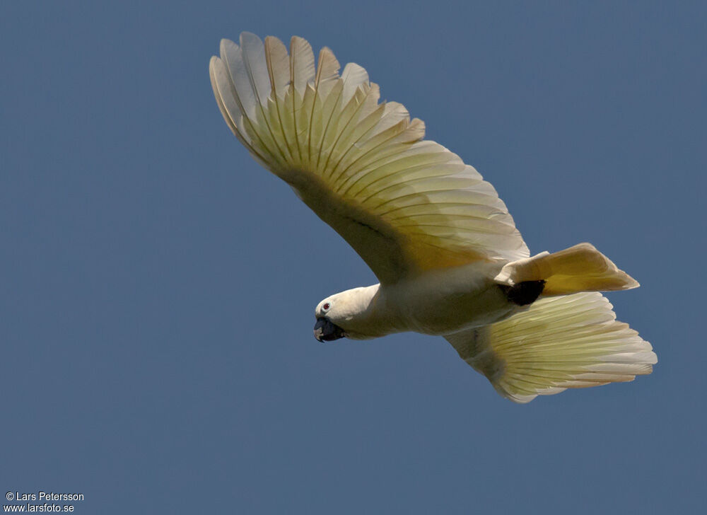 Cacatoès à huppe jaune