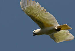 Sulphur-crested Cockatoo