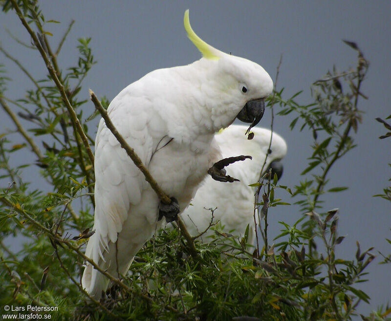 Sulphur-crested Cockatoo