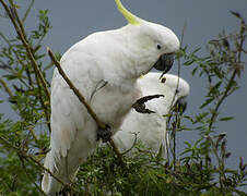 Sulphur-crested Cockatoo