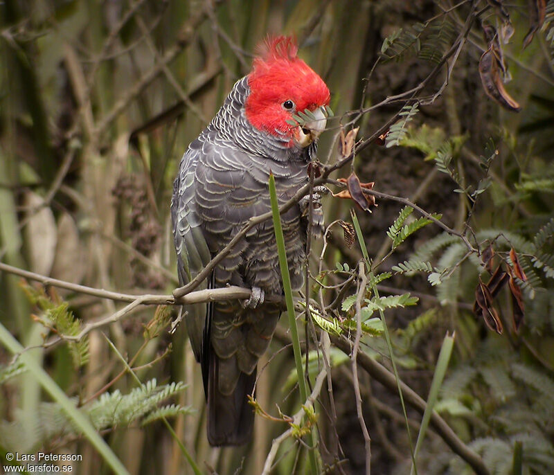 Gang-gang Cockatoo