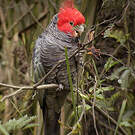 Cacatoès à tête rouge