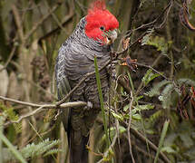 Gang-gang Cockatoo