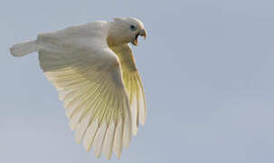 Solomons Cockatoo