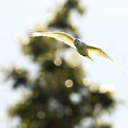 Solomons Cockatoo