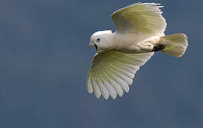 Solomons Cockatoo