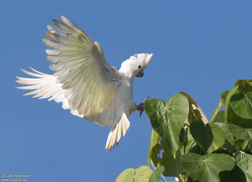 Solomons Cockatoo