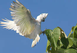 Solomons Cockatoo