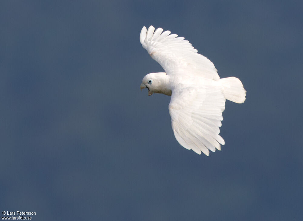 Solomons Cockatoo