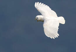 Solomons Cockatoo