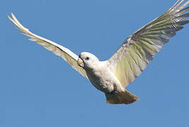 Solomons Cockatoo