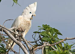 Solomons Cockatoo