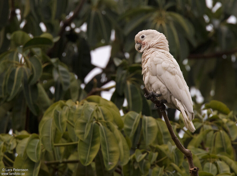 Tanimbar Corella