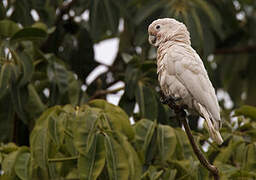 Tanimbar Corella