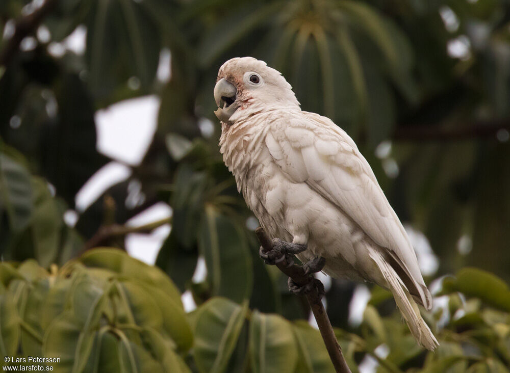 Tanimbar Corella