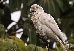 Tanimbar Corella