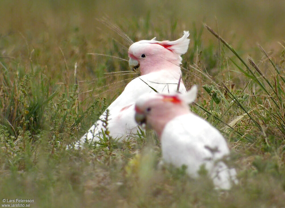 Major Mitchell's Cockatoo