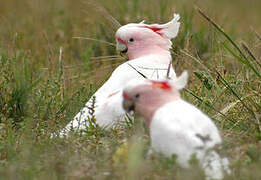 Pink Cockatoo