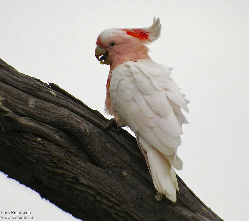 Pink Cockatooadult, identification