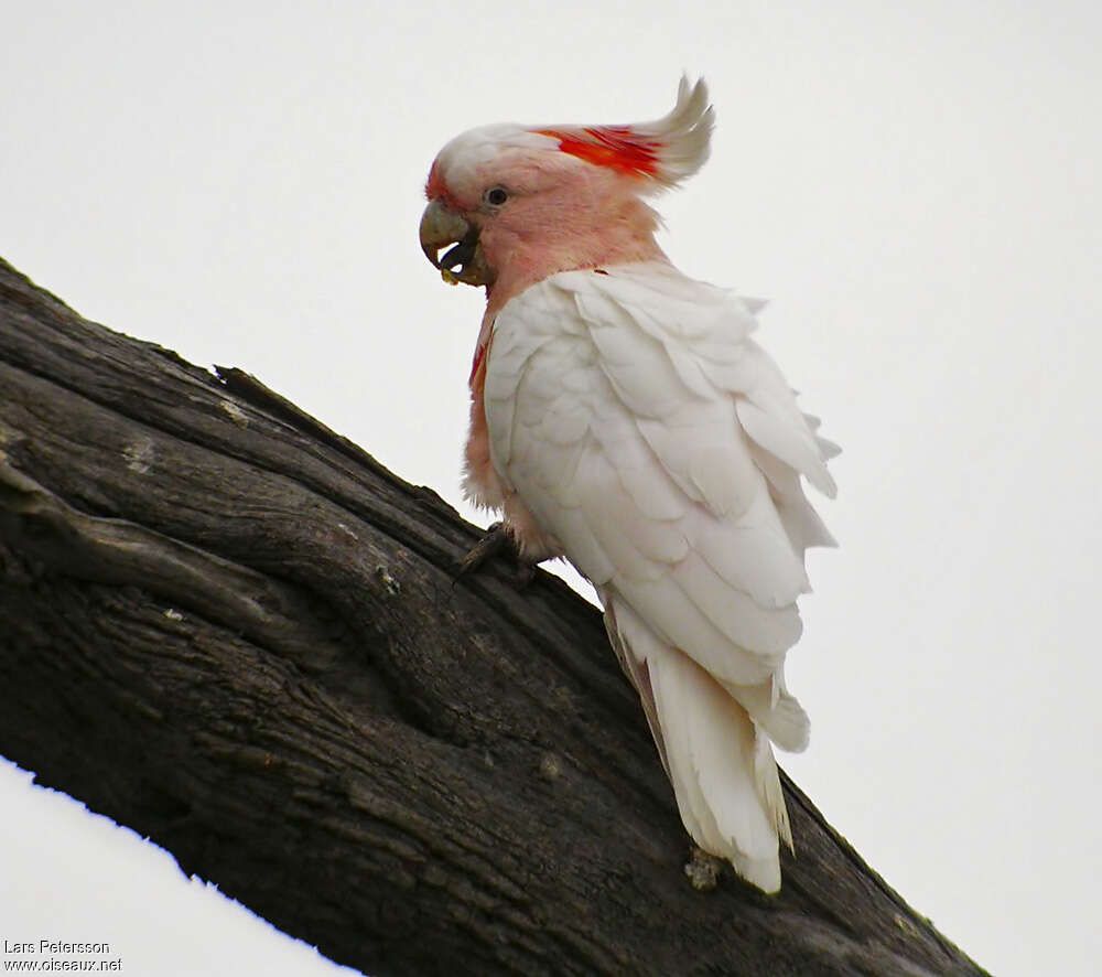 Major Mitchell's Cockatooadult, identification