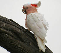 Major Mitchell's Cockatoo