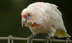 Long-billed Corella