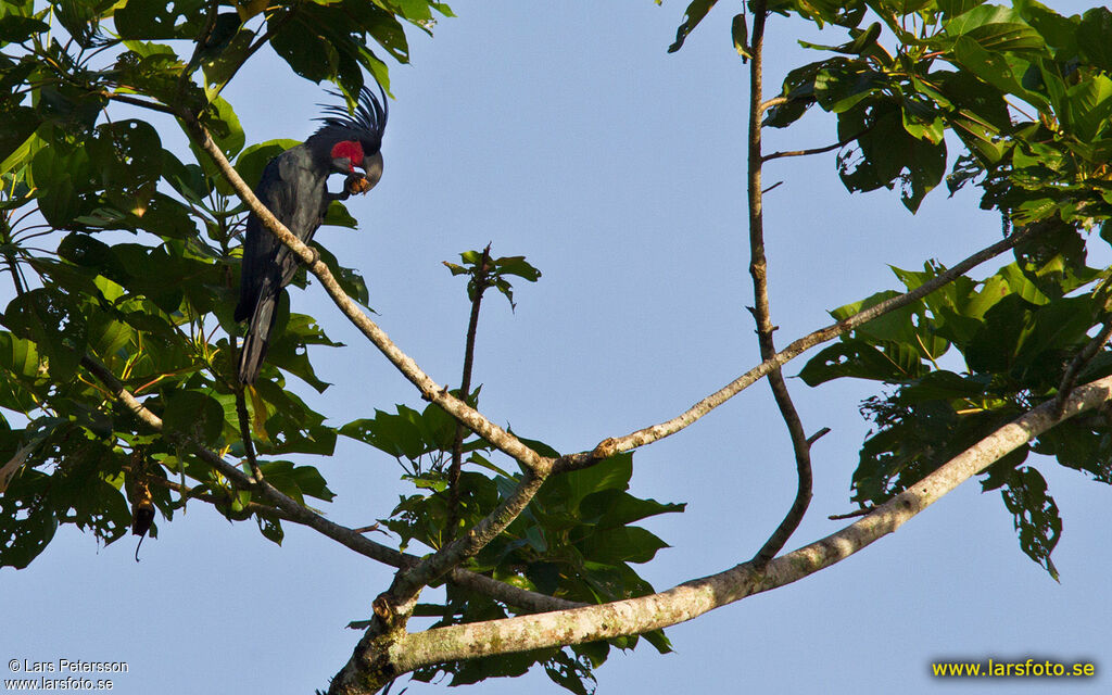 Palm Cockatoo