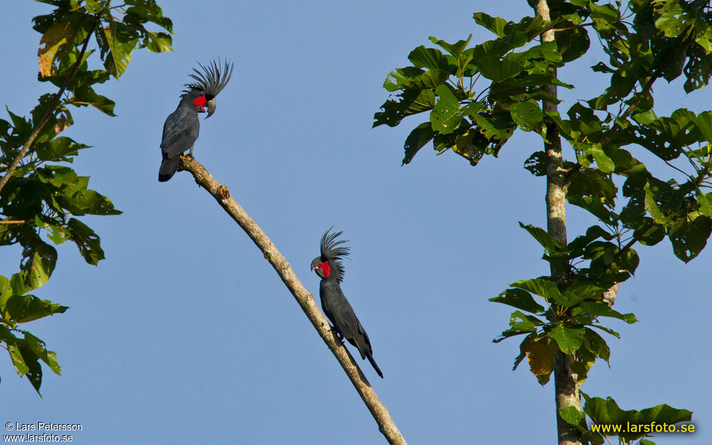 Palm Cockatoo