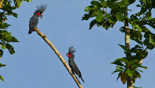 Palm Cockatoo