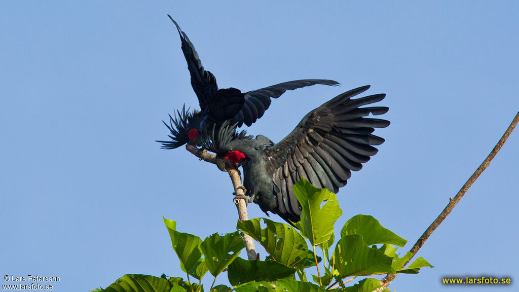 Palm Cockatoo