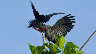 Palm Cockatoo