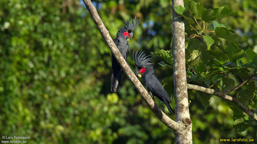 Palm Cockatoo