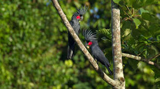 Palm Cockatoo