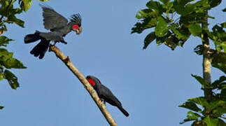 Palm Cockatoo