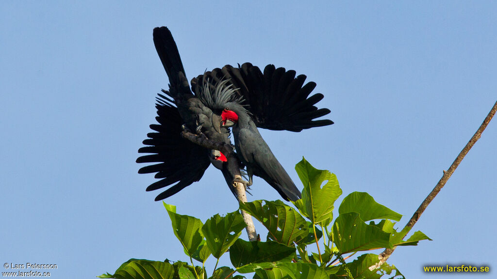 Palm Cockatoo