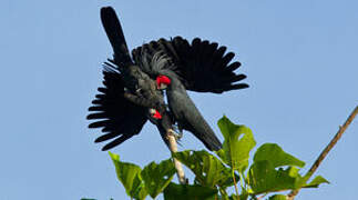 Palm Cockatoo