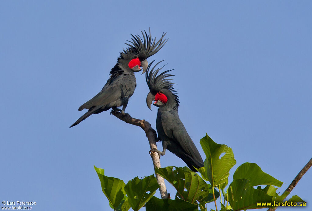 Palm Cockatoo