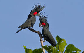 Palm Cockatoo