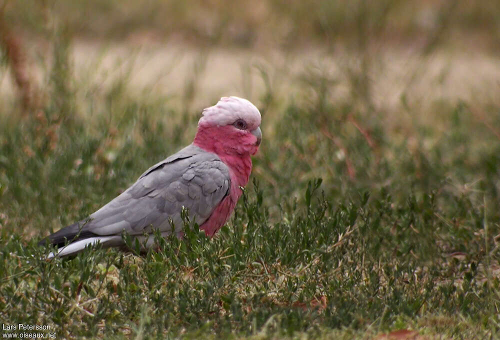 Galah male adult breeding, identification